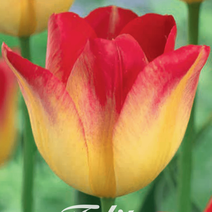 Tulipan Suncatcher (premium) 7-pakning